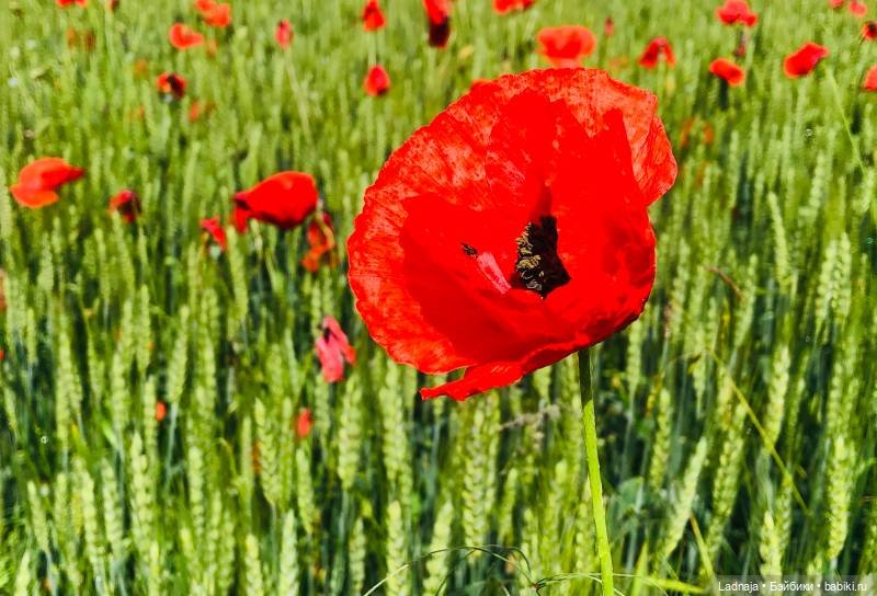 Маковое лето веснушки Эли