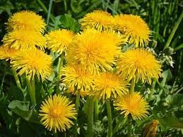 Одуванчиковый мёд или сладкий привет из детства