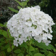 Нужен мастер для реставрации куклы реборн