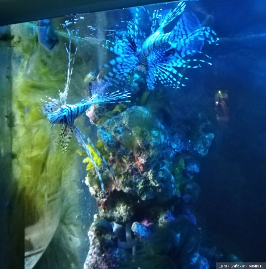 Роев ручей, Красноярск | Бэйбики Роев ручей, Красноярск — Болталка и разговоры обо всем: жизнь (фото 6)