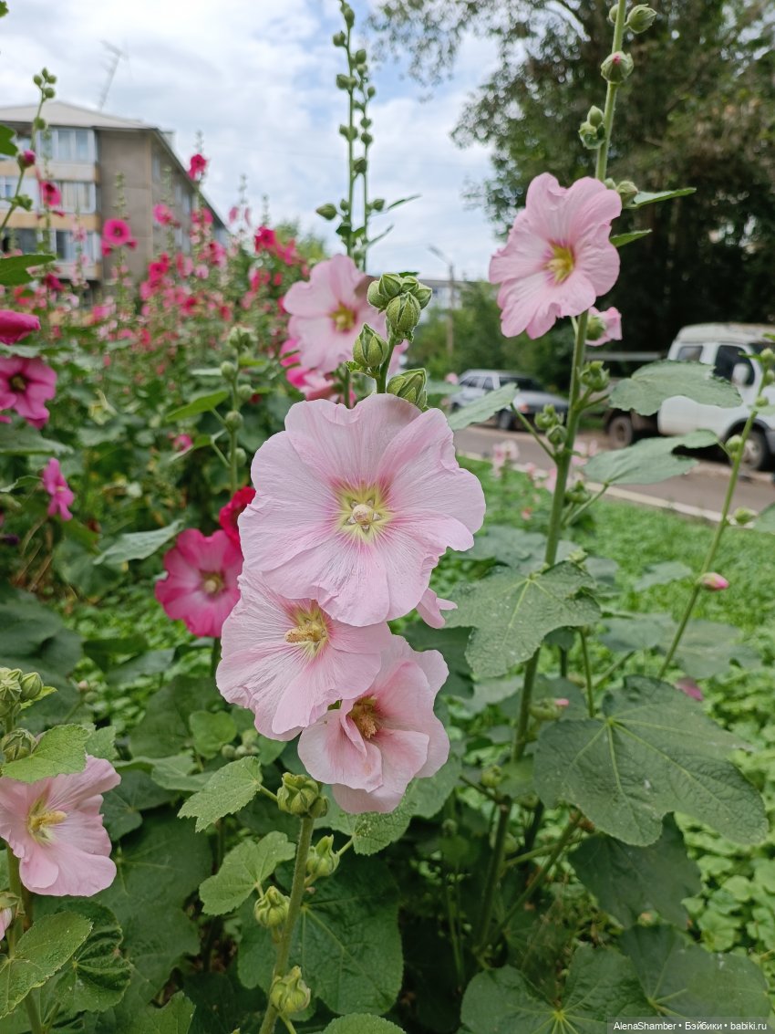 Мия и мальва — Куклы Milim Studio (Милим): российские БЖД