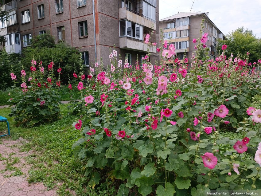 Мия и мальва — Куклы Milim Studio (Милим): российские БЖД