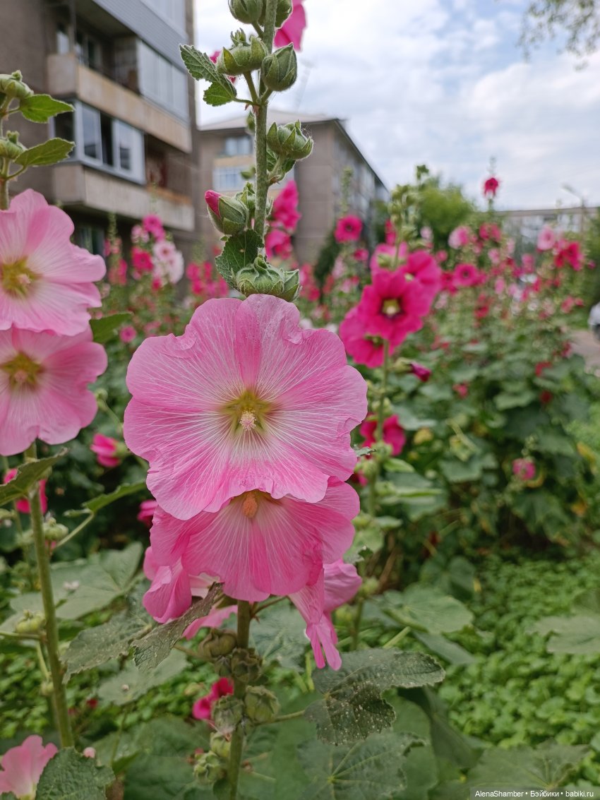 Мия и мальва — Куклы Milim Studio (Милим): российские БЖД (фото 10)