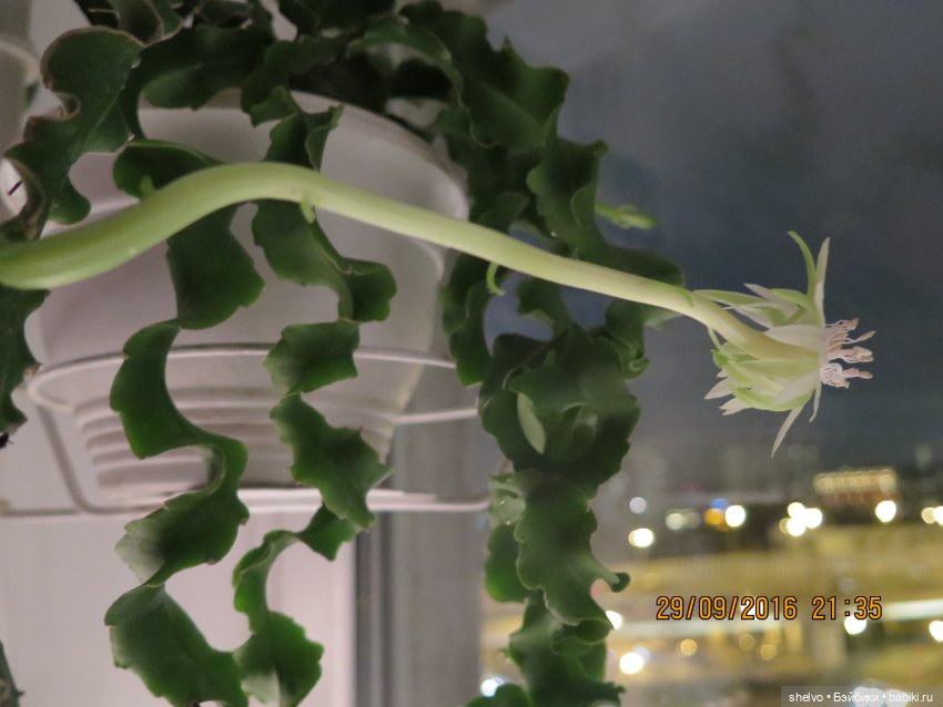 А я люблю разные растения. Кактусы тоже. Это тоже кактус, только лесной . Он цветет в темное время суток и только несколько часов, но зато потом созревает вполне себе съедобный плодик.