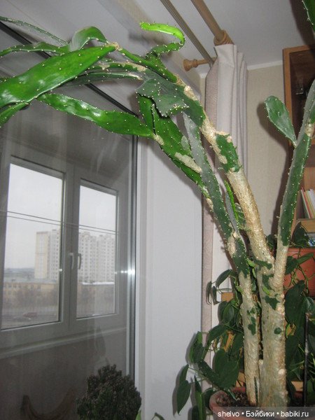 однажды вырос вот такой огромный и колючий. Но. когда уперся в потолок, пришлось с ним расстаться.