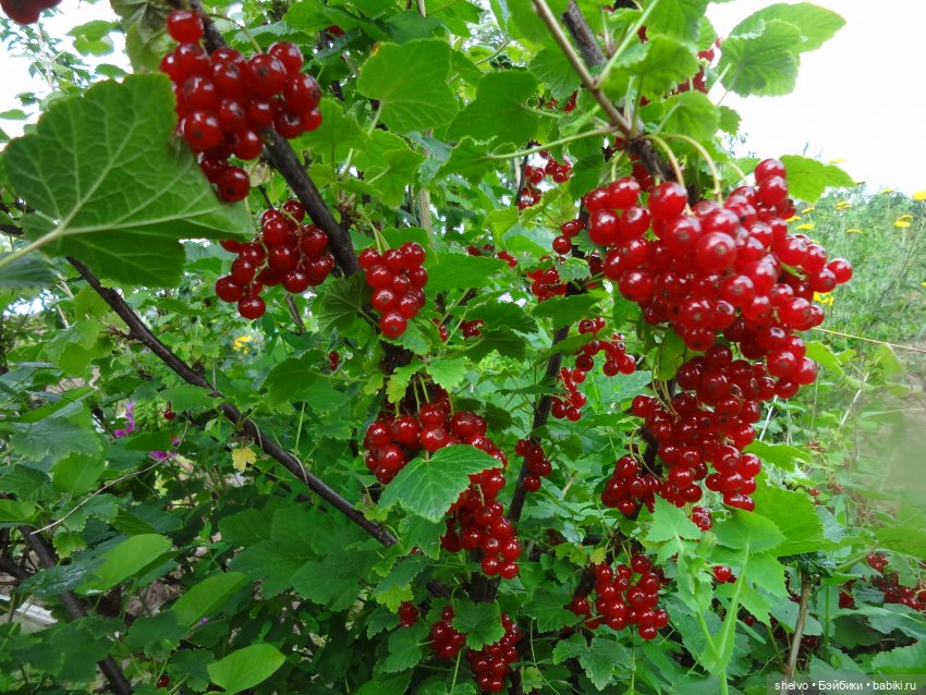 Витаминный десант — Мягкие игровые и текстильные куклы: тряпичные