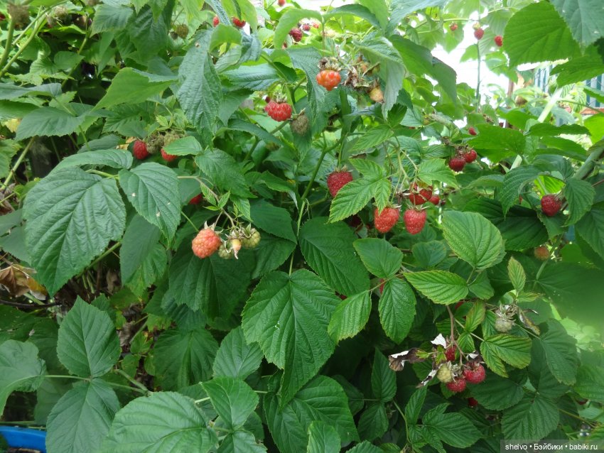 Витаминный десант — Мягкие игровые и текстильные куклы: тряпичные