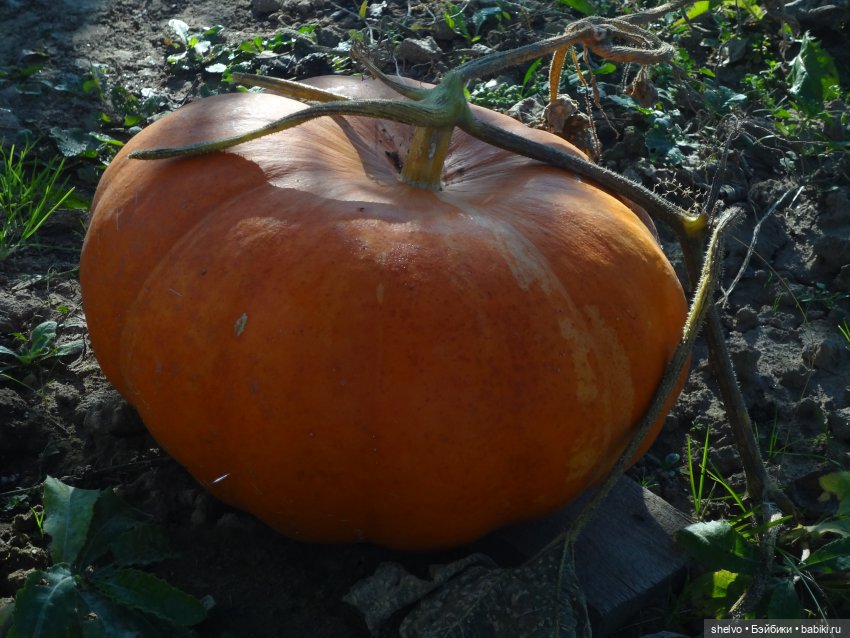 Витаминный десант — Мягкие игровые и текстильные куклы: тряпичные (фото 6)