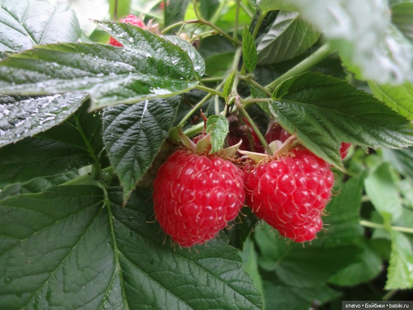 Витаминный десант — Мягкие игровые и текстильные куклы: тряпичные