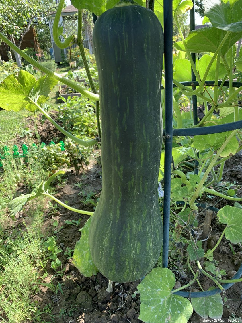 Витаминный десант — Мягкие игровые и текстильные куклы: тряпичные (фото 9)