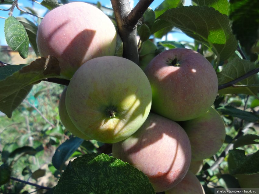 Витаминный десант — Мягкие игровые и текстильные куклы: тряпичные (фото 3)