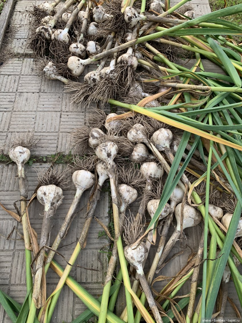 Витаминный десант — Мягкие игровые и текстильные куклы: тряпичные (фото 8)