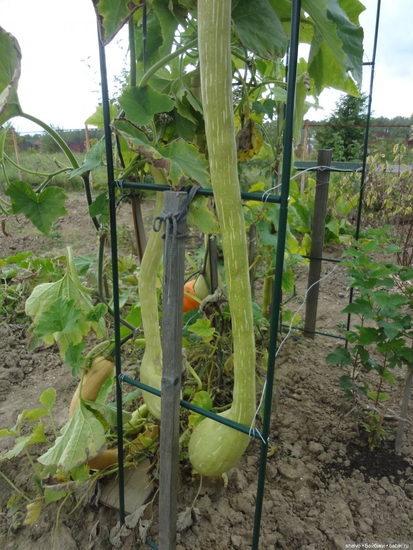 Витаминный десант — Мягкие игровые и текстильные куклы: тряпичные (фото 7)