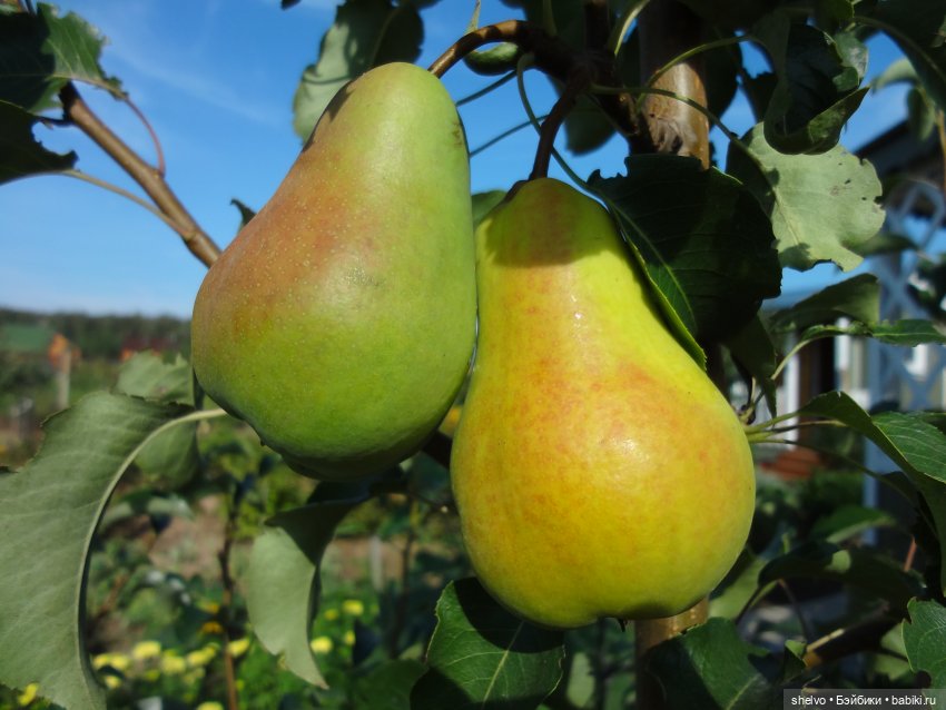 Витаминный десант — Мягкие игровые и текстильные куклы: тряпичные (фото 5)