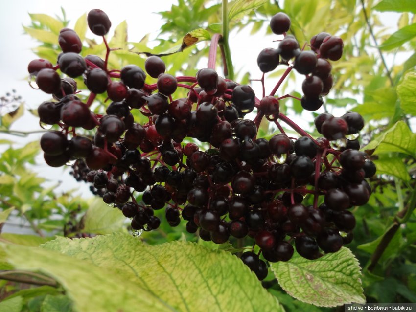 Витаминный десант — Мягкие игровые и текстильные куклы: тряпичные