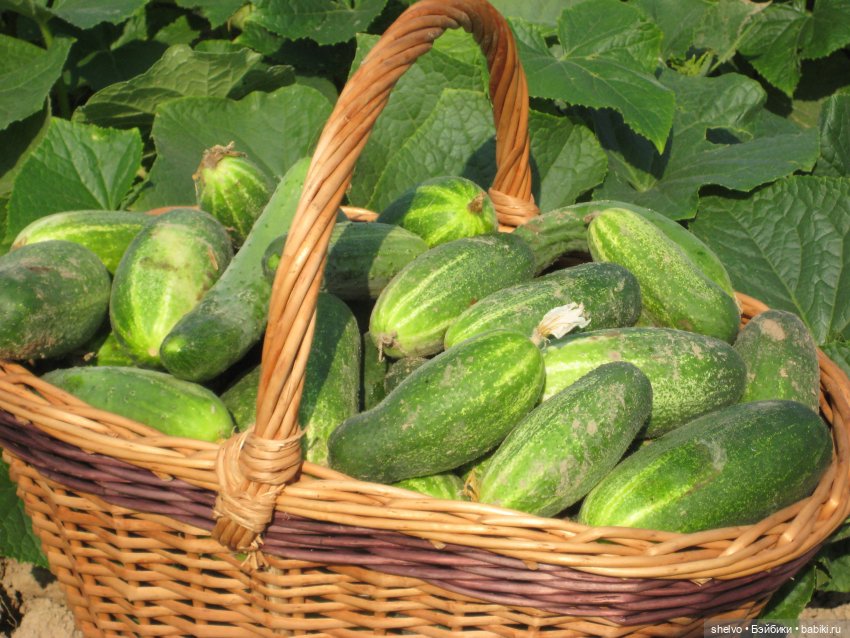 Витаминный десант — Мягкие игровые и текстильные куклы: тряпичные (фото 10)