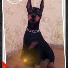 Мои шерстянные собачки, фото для примера