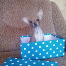 Игрушка чихуахуа из шерсти