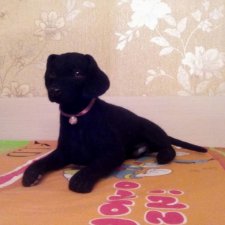 Лабрадор г/ш черного окраса из шерсти