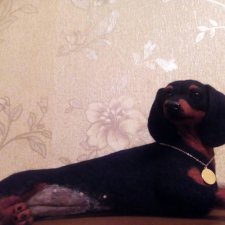 Из шерсти такса