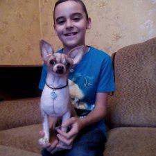 Моя новая работа чихуахуа, мальчик. Назвали Чаком