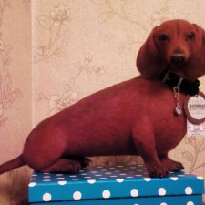 Игрушки из шерсти сухое валяние