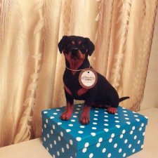 Ротвейлер из шерсти