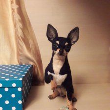 Чихуахуа из шерсти