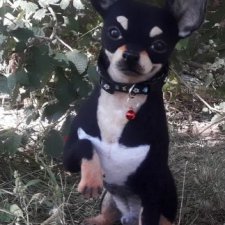 Микки на прогулке