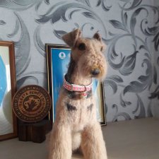 Эрделей много не бывает