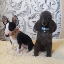 Собачки из шерсти