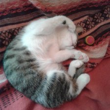 Мой первый пост тут. О коте