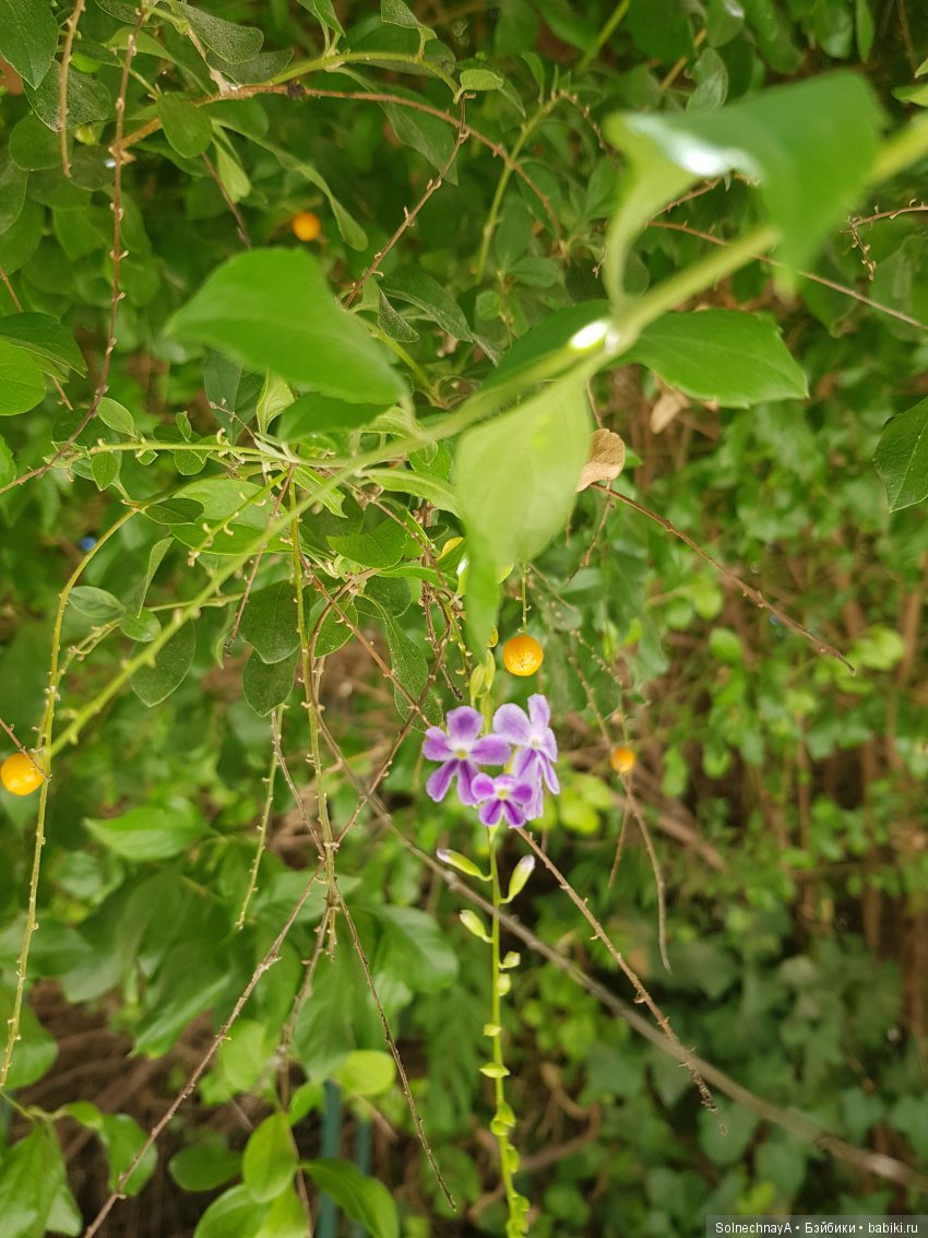 Афины древние и современные. Часть 2