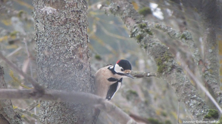 Из жизни птиц (Для настроения)
