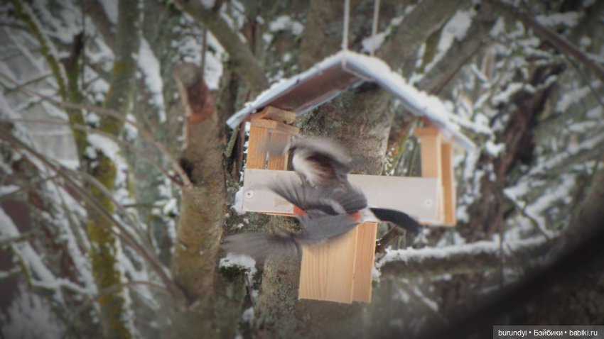Из жизни птиц (Для настроения)