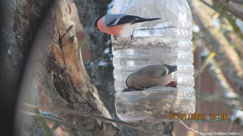 Из жизни птиц (Для настроения)