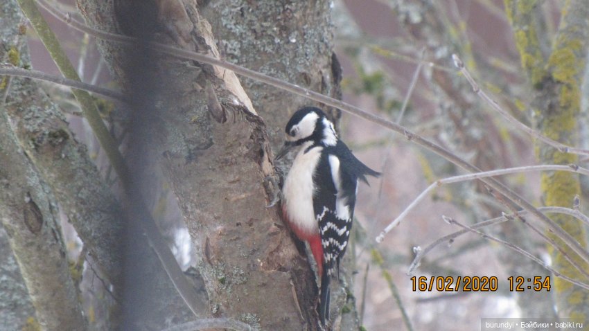 Из жизни птиц (Для настроения)