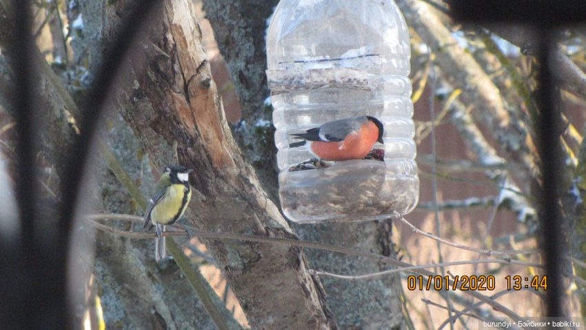 Из жизни птиц (Для настроения) (фото 10)