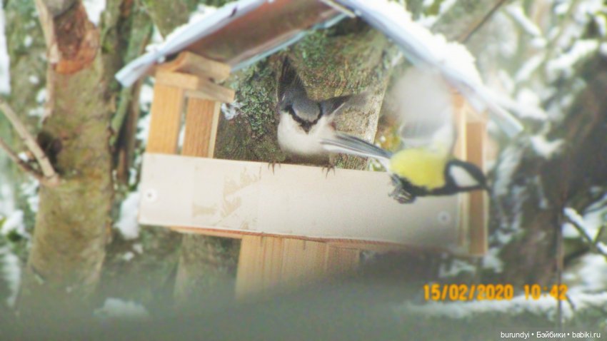 Из жизни птиц (Для настроения)