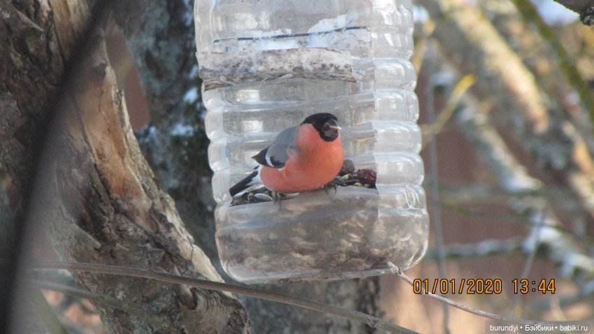 Из жизни птиц (Для настроения) (фото 5)