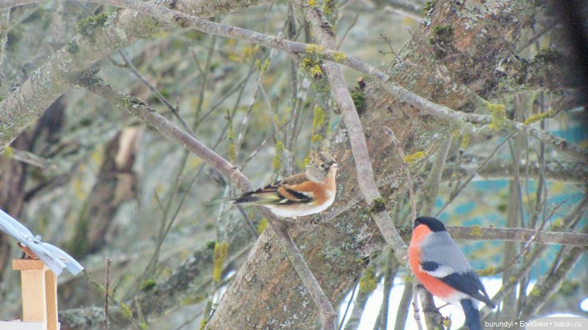 Из жизни птиц (Для настроения)