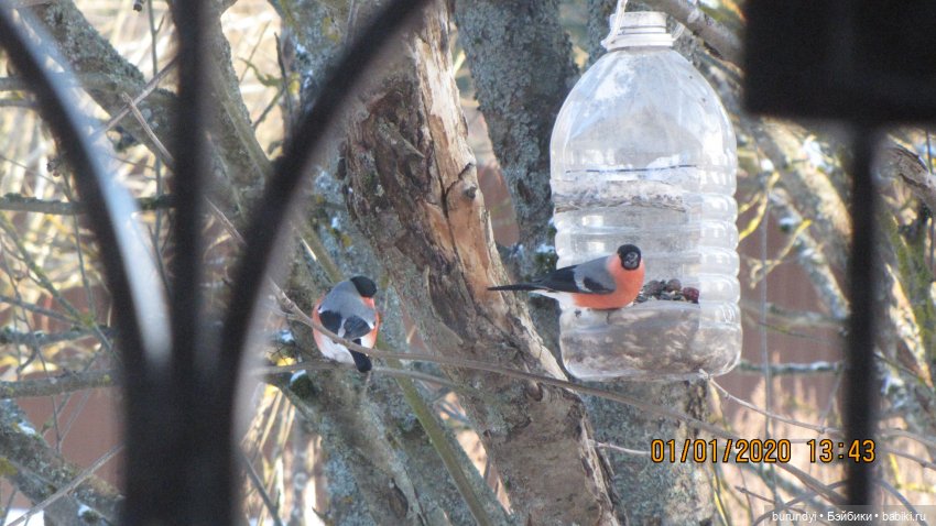 Из жизни птиц (Для настроения) (фото 2)