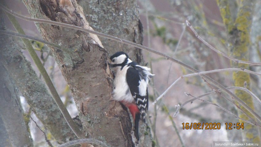 Из жизни птиц (Для настроения)