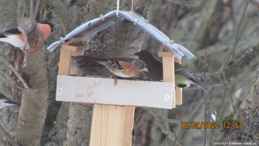 Из жизни птиц (Для настроения)