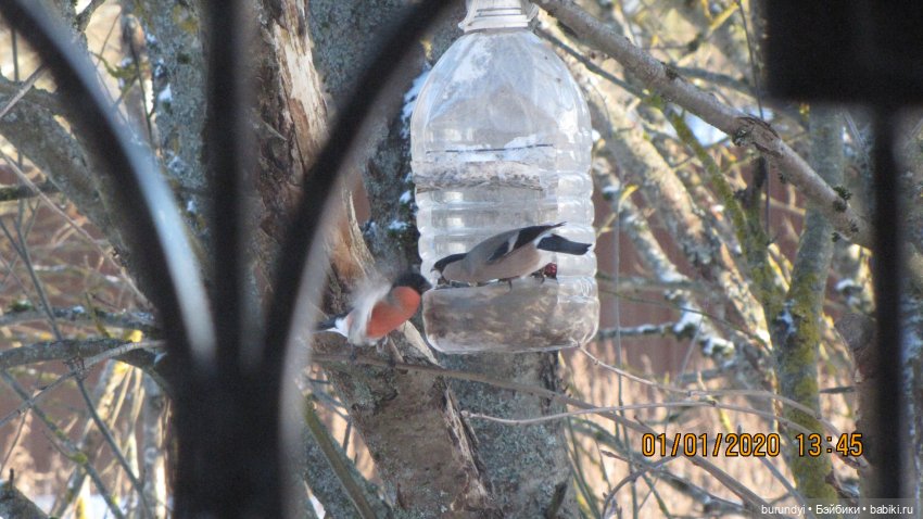 Из жизни птиц (Для настроения)