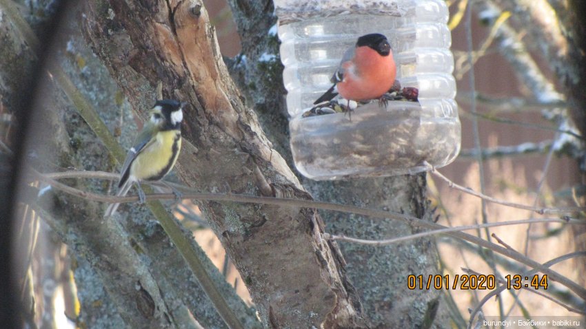 Из жизни птиц (Для настроения) (фото 9)