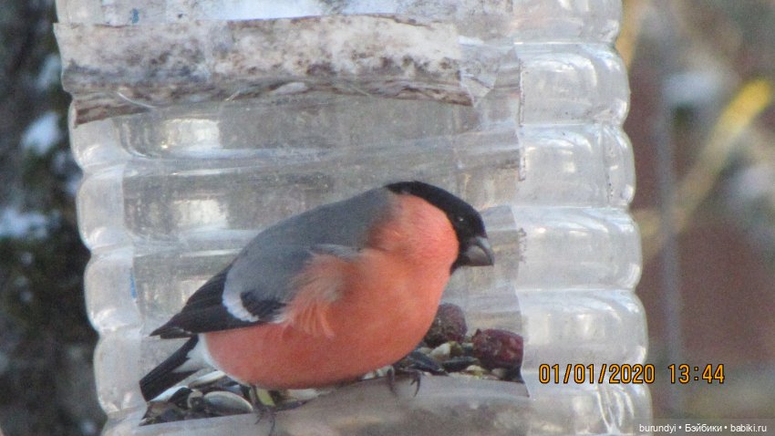 Из жизни птиц (Для настроения) (фото 6)