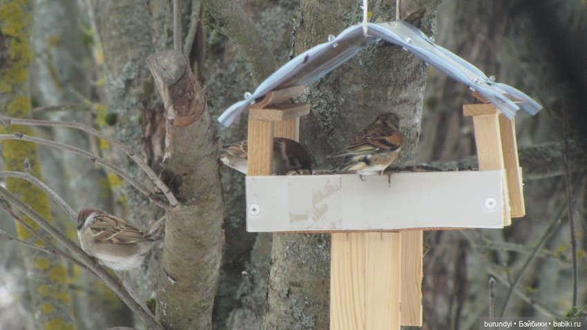 Из жизни птиц (Для настроения)