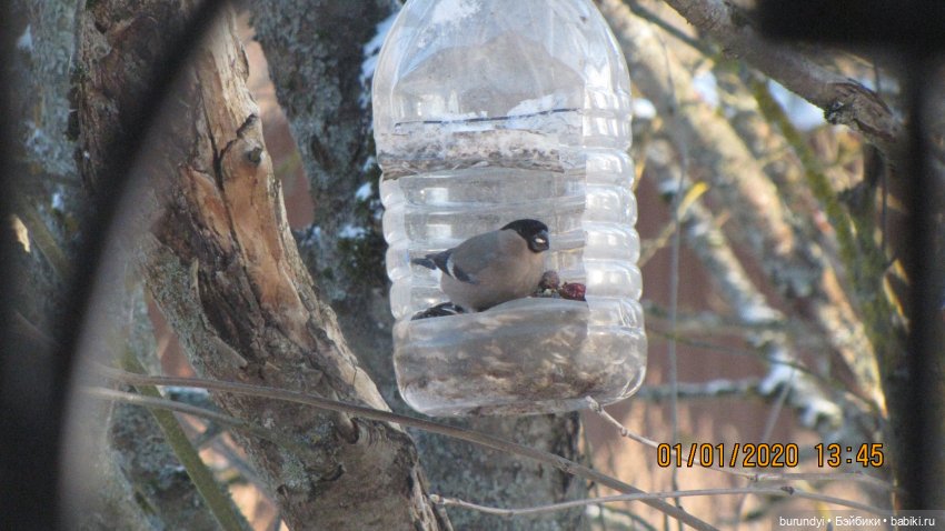 Из жизни птиц (Для настроения)