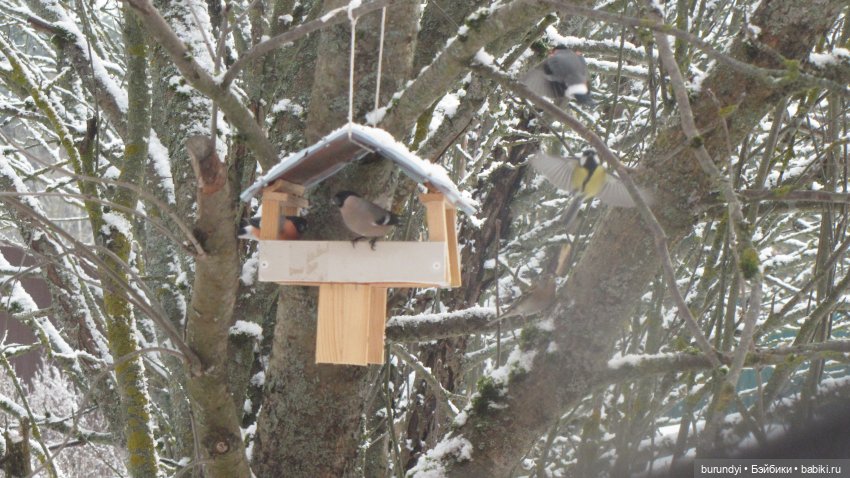 Из жизни птиц (Для настроения)